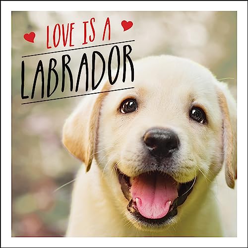 Stock image for Love Is a Labrador : A Lab-Tastic Celebration of the World's Favourite Dog for sale by Better World Books