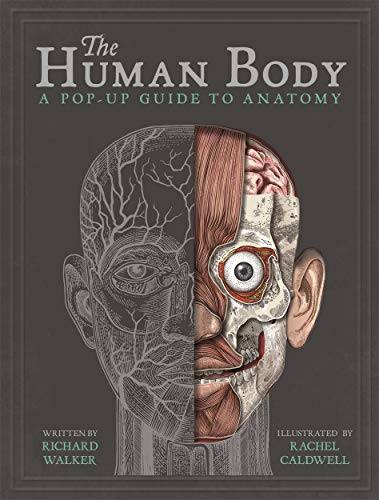 9781787410589: The Human Body: A Pop-Up Guide to Anatomy