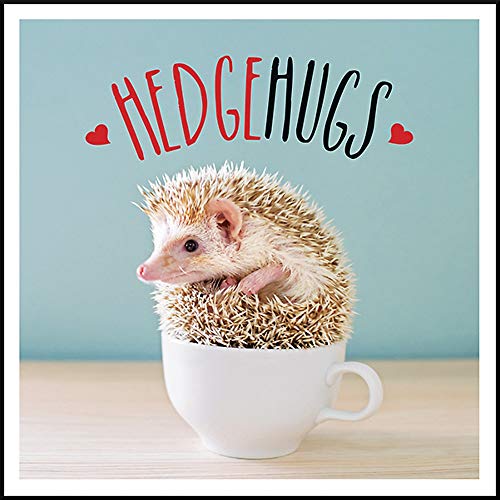 9781787832589: Hedgehugs: A Spike-Tacular Celebration of the World’s Cutest Hedgehogs