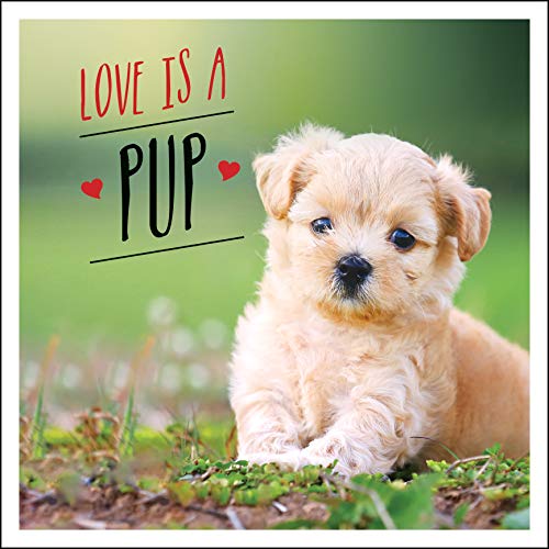Beispielbild fr Love is a Pup: A Dog-Tastic Celebration of the World's Cutest Puppies zum Verkauf von WorldofBooks