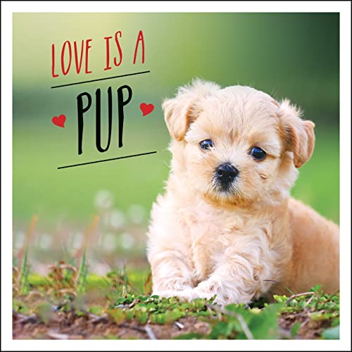 Stock image for Love is a Pup: A Dog-Tastic Celebration of the World's Cutest Puppies for sale by Half Price Books Inc.