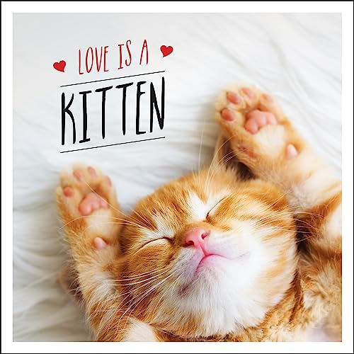 Stock image for Love is a Kitten: A Cat-Tastic Celebration of the World?s Cutest Kittens for sale by Decluttr