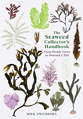 Stock image for Seaweed Collector's Handbook : From Purple Laver to Peacock's Tail for sale by GreatBookPrices