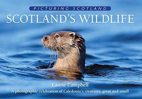 Stock image for Scotland's Wildlife: Picturing Scotland: A photographic celebration of Caledonia's creatures, great and small for sale by WorldofBooks