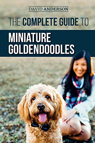 Beispielbild fr The Complete Guide to Miniature Goldendoodles: Learn Everything about Finding, Training, Feeding, Socializing, Housebreaking, and Loving Your New Miniature Goldendoodle Puppy zum Verkauf von BooksRun