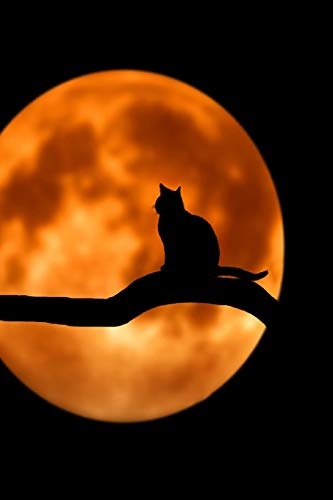 Imagen de archivo de Talking to the Moon: Cats Are Nocturnal by Nature. They Vocalize to Connect to Each Other and to Us as Well. a la venta por THE SAINT BOOKSTORE