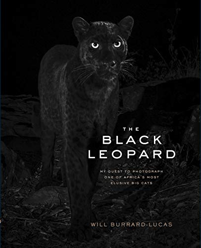 9781797202914: The Black Leopard: My Quest to Photograph One of Africa’s Most Elusive Big Cats