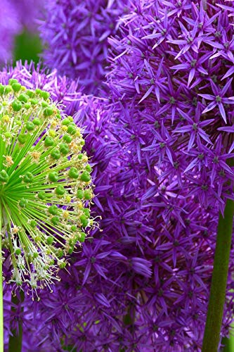 Beispielbild fr Blossoms: Alliums Are Hardy Bulbs That Produce Dramatic Balls of Purple, Blue, Yellow or Pink Flowers Atop Stiff, Upright Stems. Many Species Bloom in Spring - Just in Time to Help Repel Mosquitoes. You Can Plant Alliums from Seed in Spring or Fall. zum Verkauf von THE SAINT BOOKSTORE