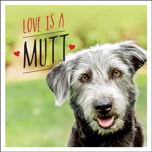 Beispielbild fr Love is a Mutt: A Dog-Tastic Celebration of the World's Cutest Mixed and Cross Breeds zum Verkauf von WorldofBooks
