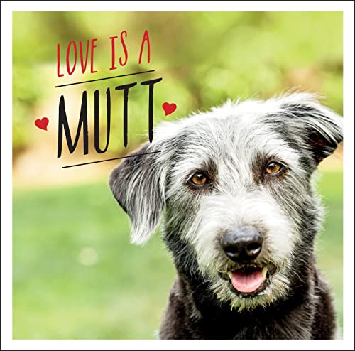 Stock image for Love is a Mutt: A Dog-tastic Celebration of the Worlds Cutest Mixed and Cross Breeds for sale by Bookoutlet1
