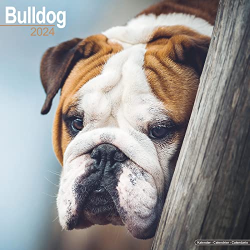 Stock image for Bulldog Calendar 2024 Square Dog Breed Wall Calendar - 16 Month for sale by GreatBookPrices