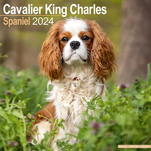 Beispielbild fr Cavalier King Charles Calendar 2024 | Square Dog Breed Wall Calendar - 16 Month zum Verkauf von WorldofBooks