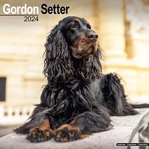 Gordon Setter Calendar 2024 Square Dog Breed Wall Calendar - 16 Month