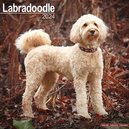 Stock image for Labradoodle Calendar 2024 | Square Dog Breed Wall Calendar - 16 Month for sale by WorldofBooks