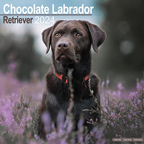Stock image for 2024 Chocolate Lab Retriever Wall Calend for sale by New Story Community Books