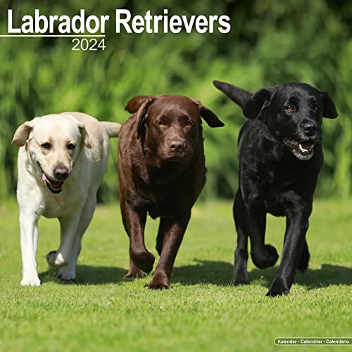 Beispielbild fr Labrador Ret (Mixed) Calendar 2024 | Square Dog Breed Wall Calendar - 16 Month zum Verkauf von WorldofBooks