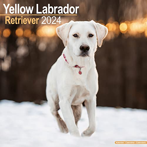 9781804600641: Labrador Ret (Yellow) Calendar 2024 Square Dog Breed Wall Calendar - 16 Month