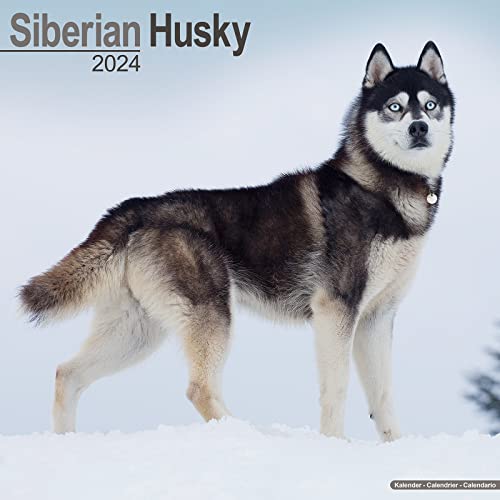 Beispielbild fr Siberian Husky Calendar 2024 | Square Dog Breed Wall Calendar - 16 Month zum Verkauf von WorldofBooks