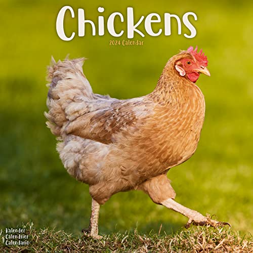 Stock image for Chickens Calendar 2024 Square Farm Animals & Birds Wall Calendar - 16 Month for sale by GreatBookPrices