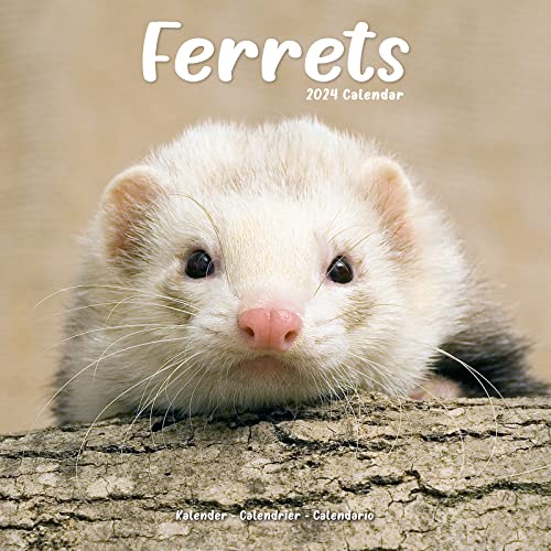 Beispielbild fr 2024 Ferrets Wall Calendar zum Verkauf von New Story Community Books