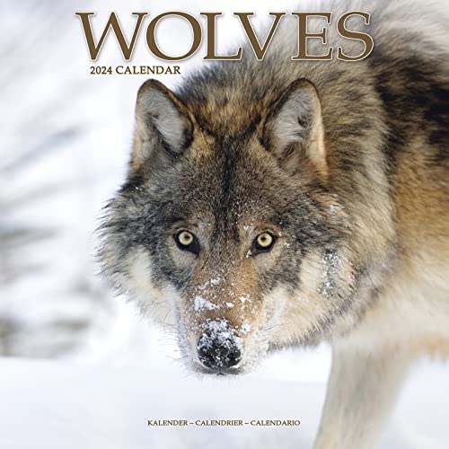 9781804601600: Wolves Calendar 2024 Square Animal Wall Calendar - 16 Month