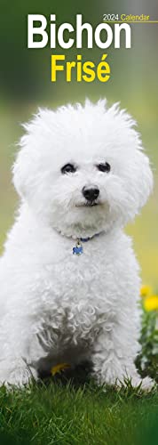Beispielbild fr Bichon Frise Slim Calendar 2024 | Dog Breed Slimline Calendar - 12 Month zum Verkauf von WorldofBooks