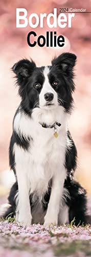 Imagen de archivo de Border Collie Slim Calendar 2024 | Dog Breed Slimline Calendar - 12 Month a la venta por WorldofBooks