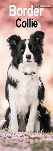 Stock image for Border Collie Slim Calendar 2024 | Dog Breed Slimline Calendar - 12 Month for sale by WorldofBooks