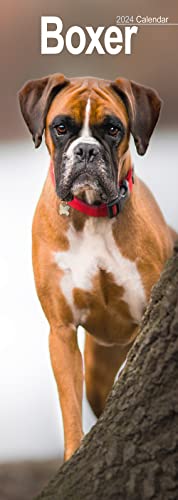 Stock image for Boxer Slim Calendar 2024 | Dog Breed Slimline Calendar - 12 Month for sale by WorldofBooks