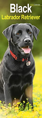Beispielbild fr Black Labrador Retriever Slim Calendar 2024 | Dog Breed Slimline Calendar - 12 Month zum Verkauf von WorldofBooks