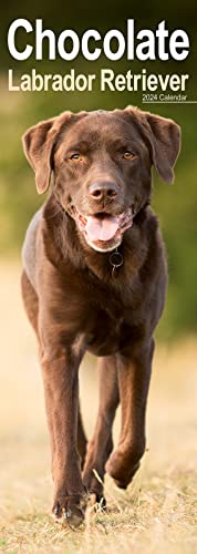 9781804602188: Chocolate Labrador Slim Calendar 2024 | Dog Breed Slimline Calendar - 12 Month