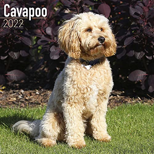 9781839411496: Cavapoo Calendar 2022 | Square Dog Breed Wall Calendar - 16 Month