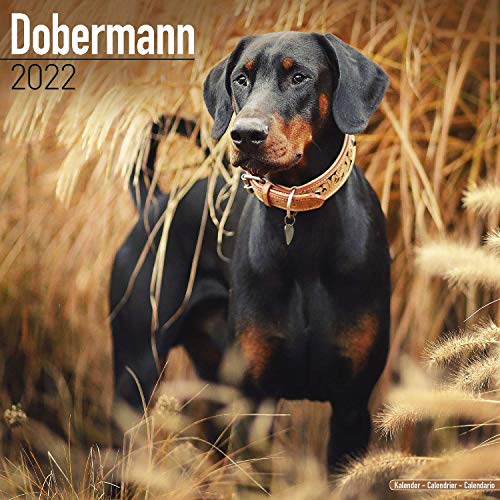 Doberman Calendar (Euro) - Dog Breed Calendars - Doberman Pinscher