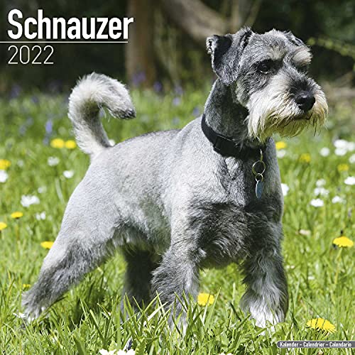 Stock image for Schnauzer Calendar - Dog Breed Calendars - 2021 - 2022 wall calendars - 16 Month by Avonside for sale by GF Books, Inc.