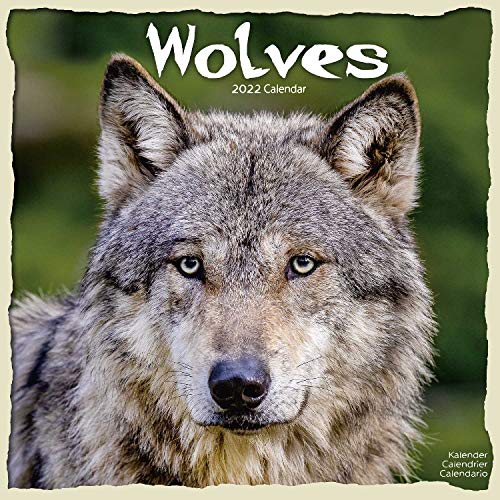 Imagen de archivo de Wolves Calendar 2022 | Square Wall Calendar - 16 Month: Address Books, Journals & More a la venta por WorldofBooks