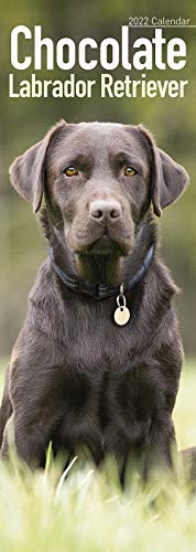Stock image for Chocolate Labrador Retriever Slim Calendar 2022 | Dog Breed Slimline Calendar - 12 Month: Address Books, Journals & More for sale by PAPER CAVALIER UK