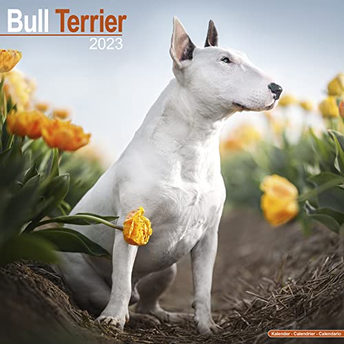 Bull Terrier Calendar - English Bull Terrier - Dog Breed Calendars - 2022 - 2023 wall calendars - 16 Month by Avonside