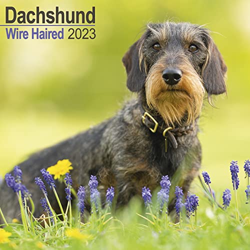 Beispielbild fr Wirehaired Dachshund Calendar - Dog Breed Calendars - 2022 - 2023 Wall Calendars - 16 Month Wall Calendar by Avonside zum Verkauf von GF Books, Inc.