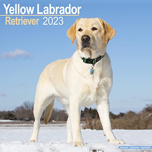 

Yellow Lab Calendar - Yellow Labrador - Dog Breed Calendars - 2022 - 2023 wall calendars - 16 Month by Avonside