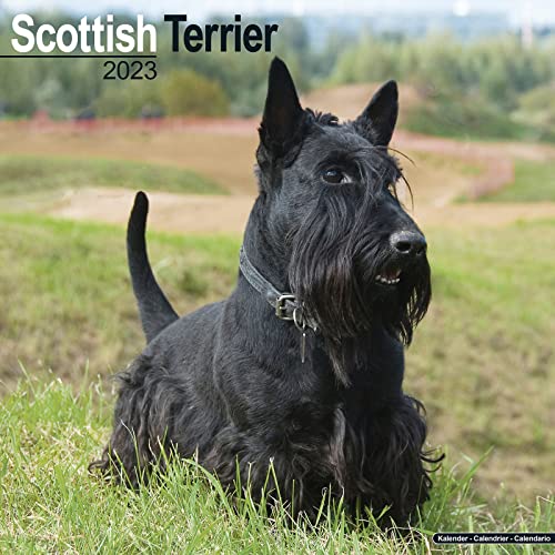 Scottish Terrier Calendar - Dog Breed Calendars - 2022 - 2023 wall calendars - 16 Month by Avonside