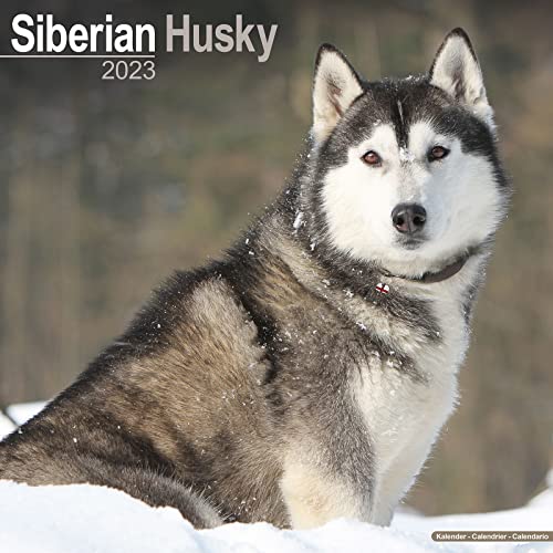 Beispielbild fr Siberian Husky - Sibirische Huskys 2023 - 16-Monatskalender: Original Avonside-Kalender (Wall-Kalender) zum Verkauf von medimops