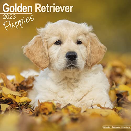 Golden Retriever Puppies 2023 Wall Calendar