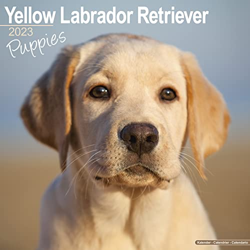 Beispielbild fr Lab Puppies Calendar - Yellow Labrador Retriever Puppies - Dog Breed Calendars - 2022 - 2023 wall calendars - 16 Month Calendar by Avonside zum Verkauf von GF Books, Inc.