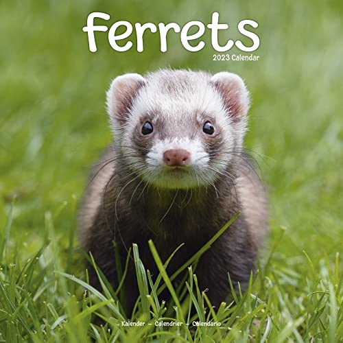 

Ferret Calendar - Cute Animals Wall Calendar - Calendars 2022 - 2023 Wall Calendars - Ferrets 16 Month Wall Calendar by Avonside