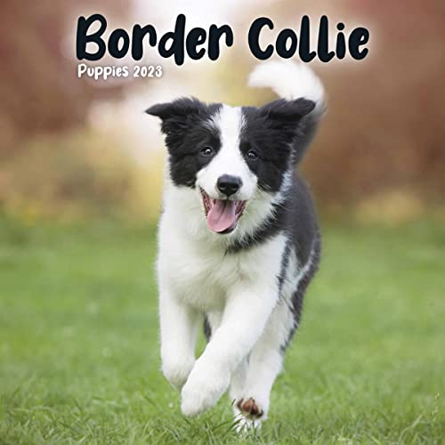 Imagen de archivo de Border Collie Puppies Mini Square Wall Calendar 2023 a la venta por WorldofBooks