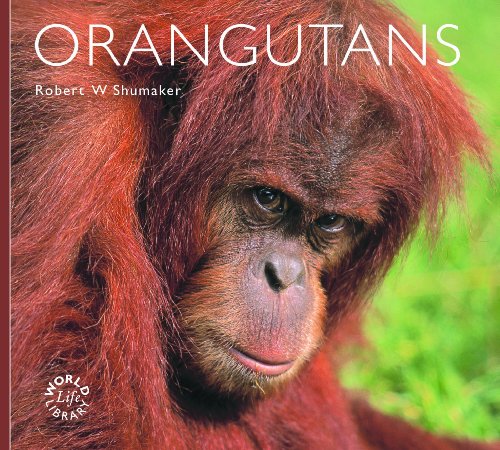 Beispielbild fr Orangutans (Worldlife Library) zum Verkauf von AwesomeBooks