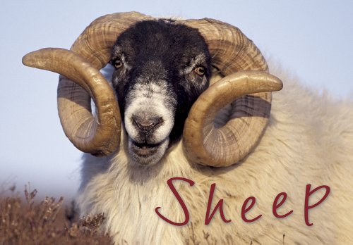 Stock image for Sheep (Souvenir Guide) for sale by AwesomeBooks