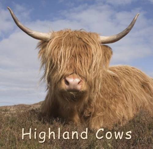 Stock image for Highland Cow (Gift Book) for sale by WorldofBooks