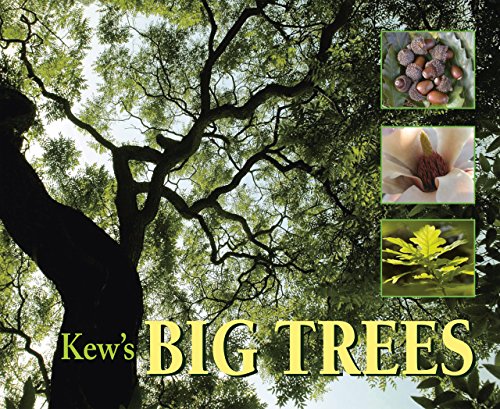 Stock image for Kew's Big Trees for sale by WorldofBooks
