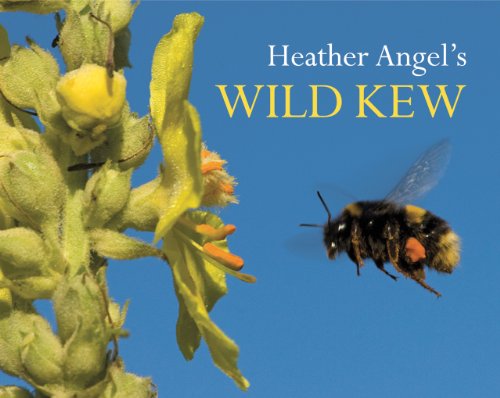 Beispielbild fr Heather Angel's Wild Kew zum Verkauf von WorldofBooks